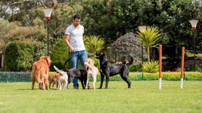 Milanuncios - Parque para perros