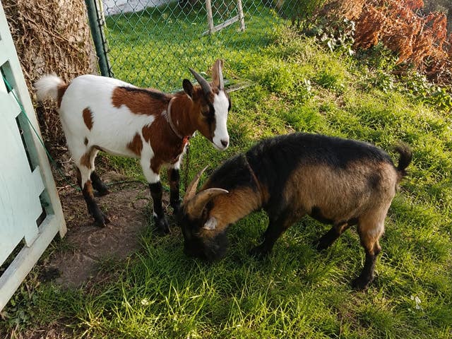 Milanuncios - pareja cabras enanas