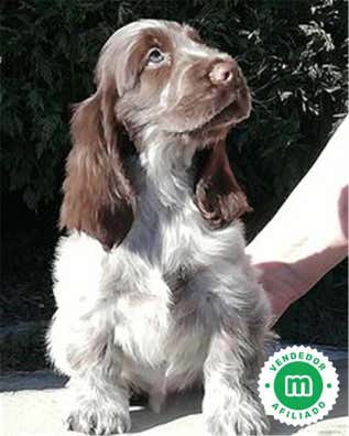 Milanuncios - cocker ruano