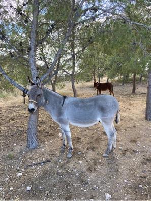 Burros. Compra venta de yeguas al mejor precio y adopción en Alicante  Provincia | Milanuncios