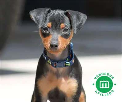 Mini pincher Perros en adopción, compra venta de accesorios y servicios ...