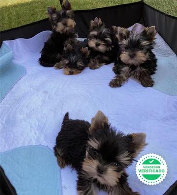 Milanuncios Cachorros Toy Yorkshires En Adopcion Compra Venta Y Regalo De Cachorros Y Perros