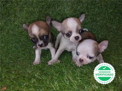 Parche Multitud perdonado MILANUNCIOS | Chihuahua gratis Perros en adopción, compra venta de  accesorios y servicios para perros