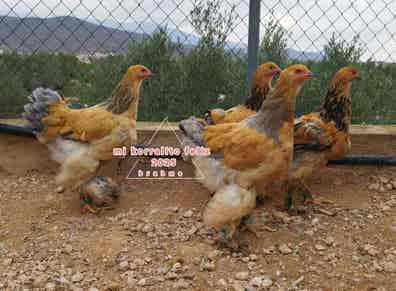 Pollitos Gallinas raza brahma en venta | Milanuncios