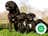 Milanuncios - INCREIBLES CACHORROS CANE CORSO