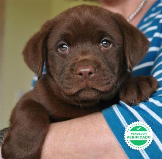 Milanuncios Cachorro Labrador Chocolate Labradores En Adopcion Compra Venta Y Regalo De Cachorros Y Perros