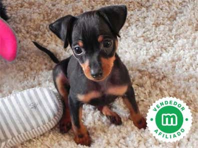 Mini pincher Perros en adopción, compra venta de accesorios y servicios ...