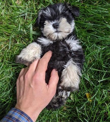 Milanuncios Compra Venta De Perros Schnauzer Mini Blanco Regalo De Cachorros