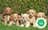 Milanuncios - cavapoo