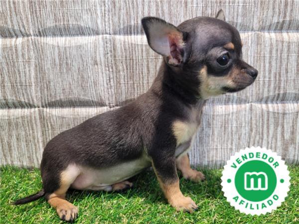 Milanuncios Chihuahua cabeza de manzana