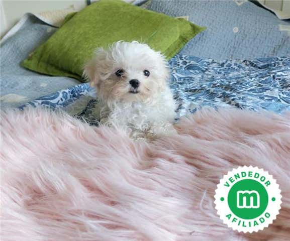 Milanuncios - Bichon maltes toy