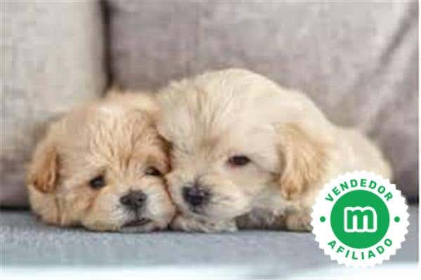 Milanuncios - Maltipoo