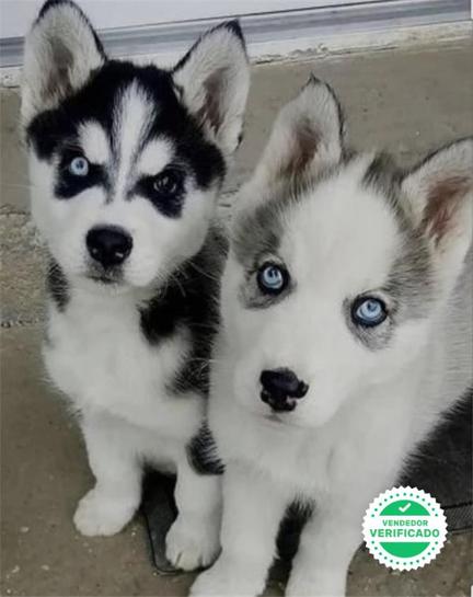 HUSKY SIBERIANO MUY PELUDOS OJOS AZULES