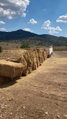 Venta de fardos de alfalfa, paja y trigo