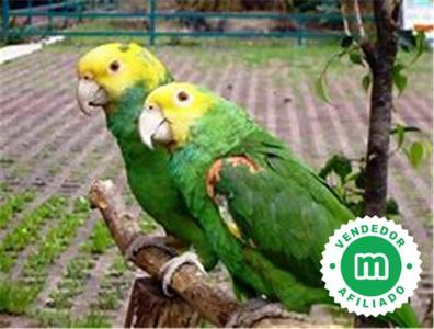 Loros Pájaros. Compra de pájaros, jaulas y accesorios | Milanuncios