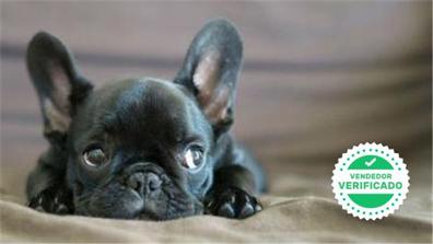 MILANUNCIOS | Bulldog en adopción. Compra y regalo cachorros y perros