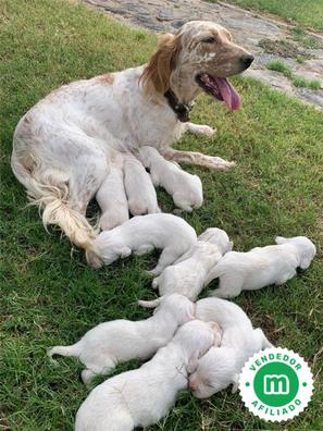 Preços baixos em Setter Inglês colecionável