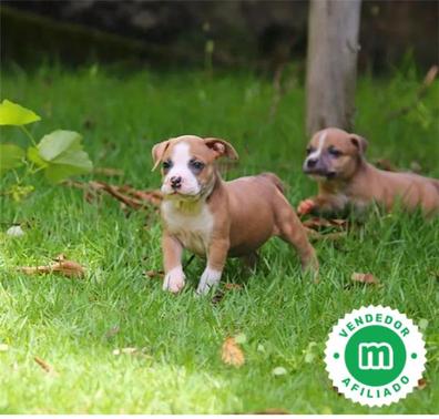 pueden un american staffordshire terrier y un bullmastiff ser amigos