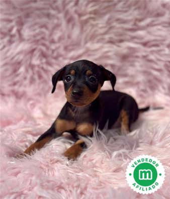 Mini pincher Perros en adopción, compra venta de accesorios y servicios ...
