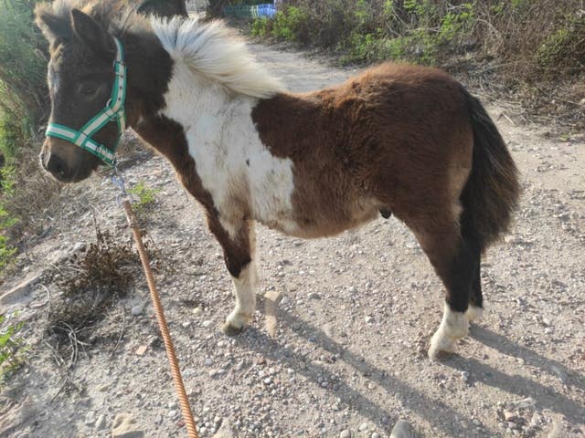 Milanuncios - poni mini sheinlan
