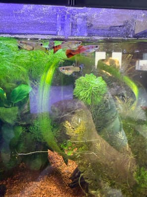 Guppys en venta | Milanuncios
