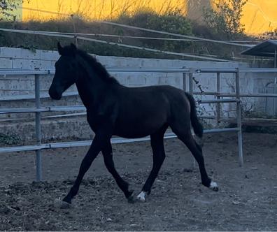 Mi Potro Kiere Yegua Xxx - Pre hijos Caballosen venta . Comprar y vender caballos a buen precio |  Milanuncios