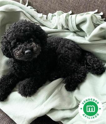 Caniche toy negro Caniches en adopci n. Compra venta y regalo de