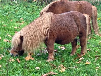 Bloquear Padre fage Continuo Miniatura Ponys. Compra venta de ponys al mejor precio y adopción |  Milanuncios