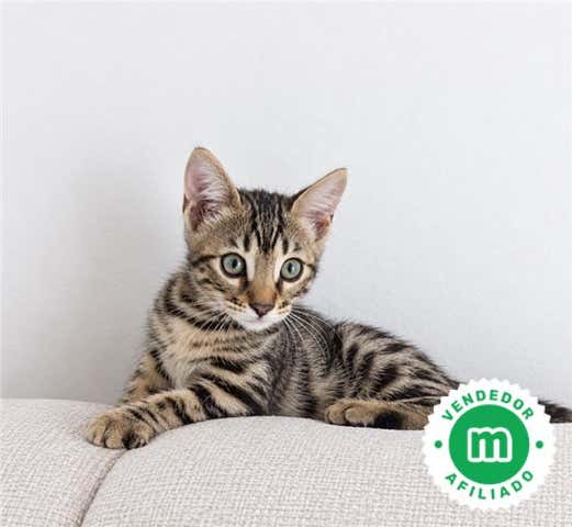 Milanuncios - GATOS BENGALÍS PRECIOSOS