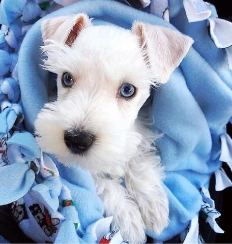 Milanuncios Compra Venta De Perros Schnauzer Mini Blanco Regalo De Cachorros