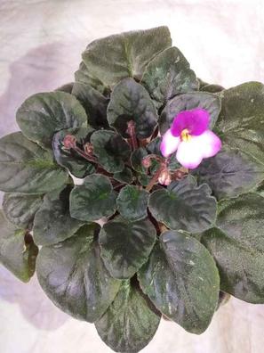 Violetas Plantas de segunda mano baratas | Milanuncios