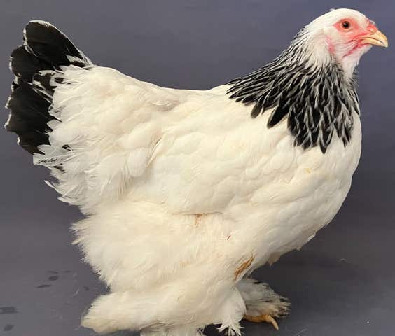 Milanuncios - Pollitos de gallinas de raza y camperas