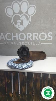 los sabuesos son buenas mascotas