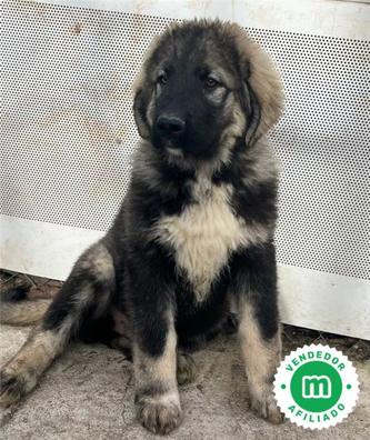 son pastores caucásicos buenos perros de familia