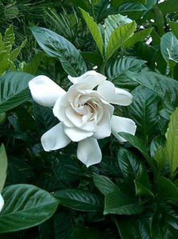 Milanuncios - Gardenia - flor olorosa