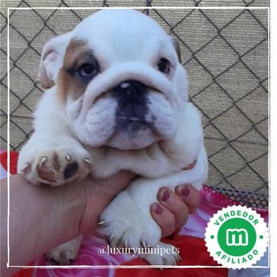 cuanto cuestan los mini bulldogs ingleses