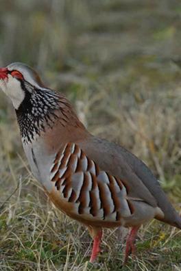 La perdiz de reclamo - Cortijo Los Picos