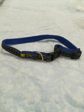 Collares perra. comprar y vender mano | Milanuncios