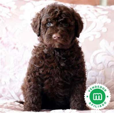 Perro de agua en venta | Milanuncios