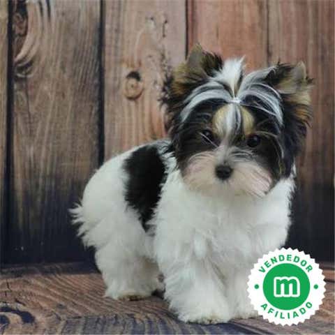 Milanuncios - Yorkshire Wiber
