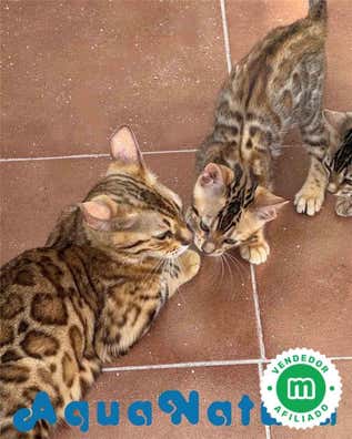 Segunda mano en Tarragona Provincia | Milanuncios