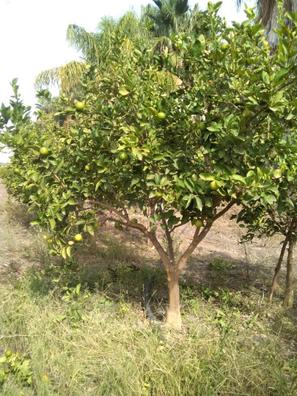 Arboles Plantas de segunda mano baratas en Cádiz | Milanuncios