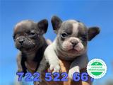 Milanuncios Bulldog Frances Negro Perros En Adopcion Compra Venta De Accesorios Y Servicios Para Perros