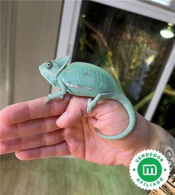 Camaleon Geckos, tortugas, serpientes réptilesen adopción y compra venta Andalucía | Milanuncios