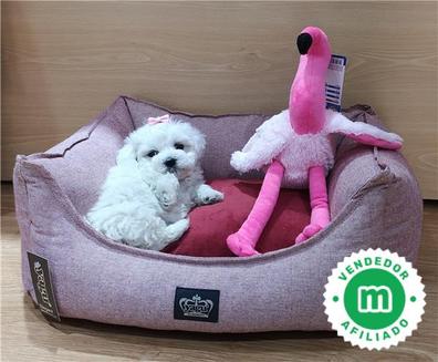 Peluche discount bichon maltes