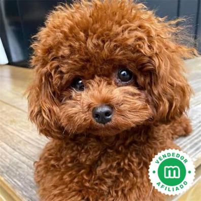 Miniature poodle hot sale precio