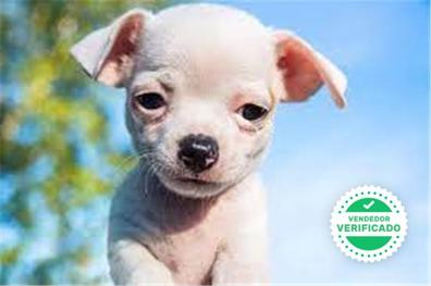 sensibilidad Bastante Dónde MILANUNCIOS | Chihuahua Perros en adopción, compra venta de accesorios y  servicios para perros en Málaga