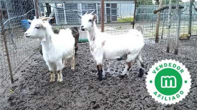 cabras-enanas-en-venta-milanuncios