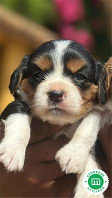 cavalier-king-charles-spaniel-en-venta-milanuncios