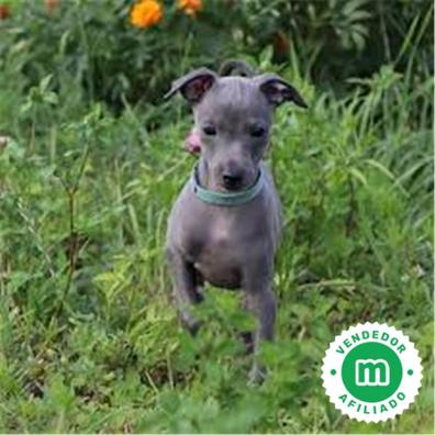 capoc Entretener Diagnosticar Galgo enano italiano Perros en adopción, compra venta de accesorios y  servicios para perros | Milanuncios